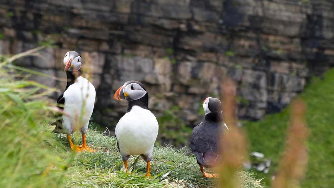 highland puffins