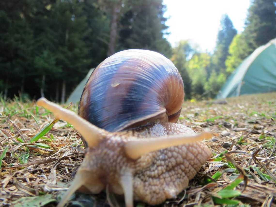 inonu yayalasi 2013 sonbahar salyangoz