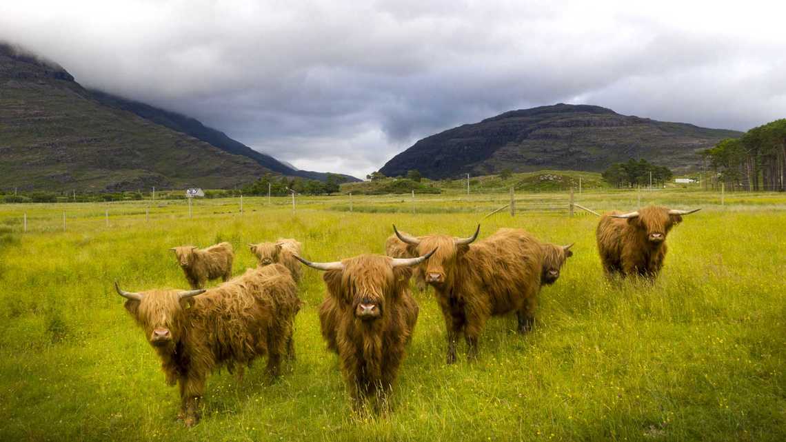 scottish cows
